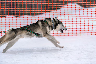 Dog on snow covered field