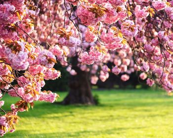 Close-up of pink cherry blossoms in park