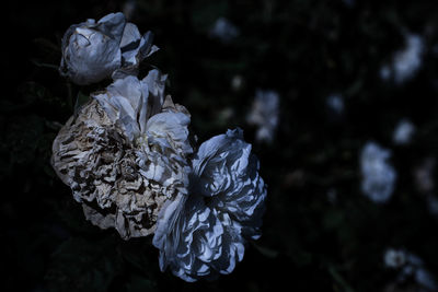 Close-up of flowers