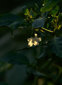 Close-up of flowering plant