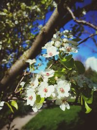 Close-up of white cherry blossom tree