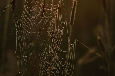 Close-up of spider web