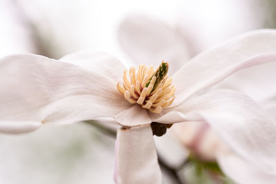 Close-up of white flower