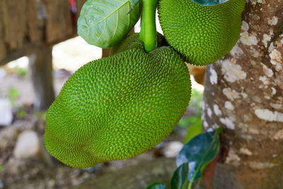 Close-up of fresh green tree