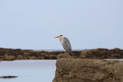 Bird perching on retaining wall against clear sky