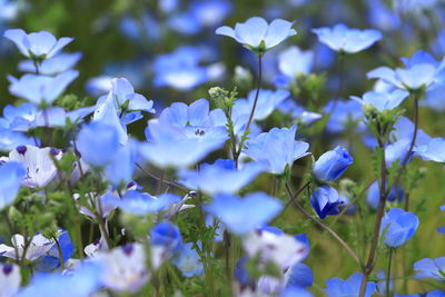 Close-up of purple flowering plants on field