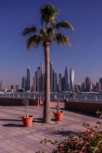 Palm trees by sea against clear sky