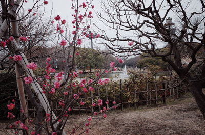 Pink flowers on tree