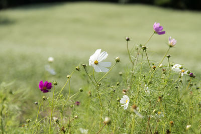 Close-up of cosmos flowers blooming on field
