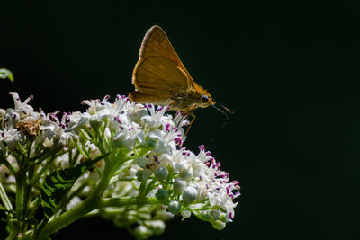 Close-up of butterfly on flowers