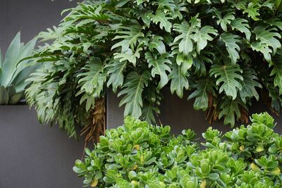 Close-up of potted plant leaves