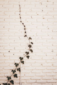 Ivy growing on white brick wall