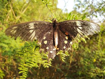 Butterfly on leaf