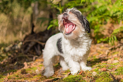 Portrait of a dog yawning
