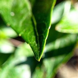 Close up of green leaves