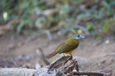 Close-up of bird perching outdoors