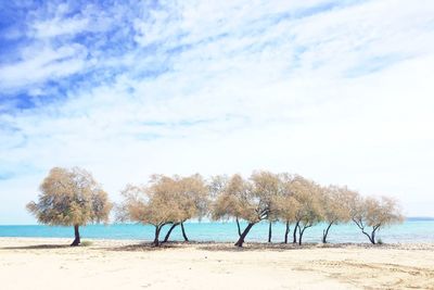 Trees on beach against sky