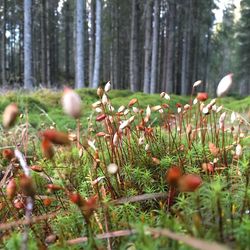 Close-up of mushroom growing on field in forest