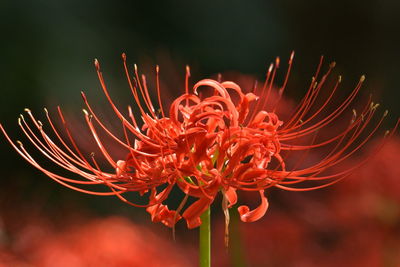 Close-up of red flowering plant