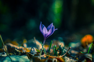 Close-up of purple flower growing on land