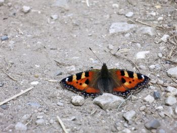 Butterfly on leaf