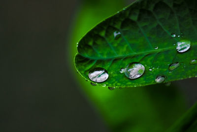 drop