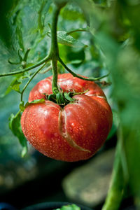 Close-up of wet tomato