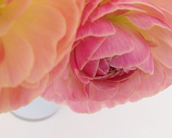 Close-up of pink rose