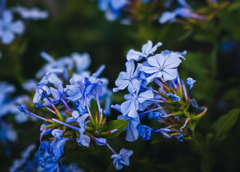 Close-up of purple flowering plant