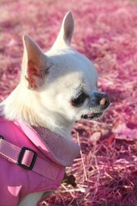Cookie the chihuahua 