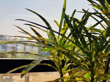 Close-up of fresh green plant against sky