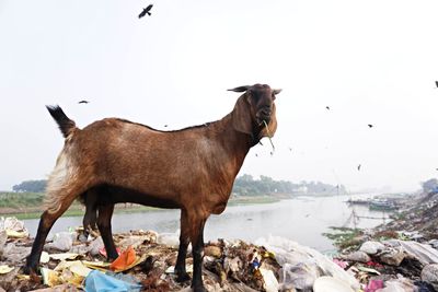 Goat stand on the bank of river