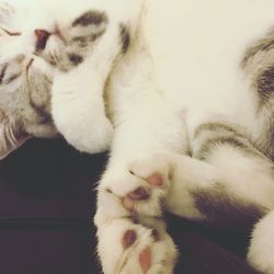 Close-up of cat sleeping