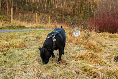 Black dog standing on field