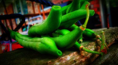 Close-up of green lizard