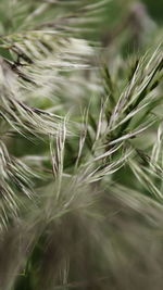 Close-up of wheat growing on field