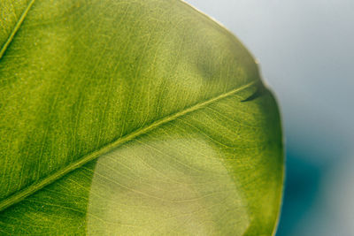 Close-up of fresh green leaf over white background
