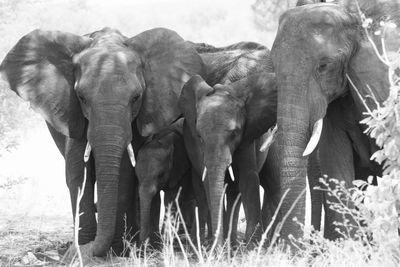 Elephant in a field