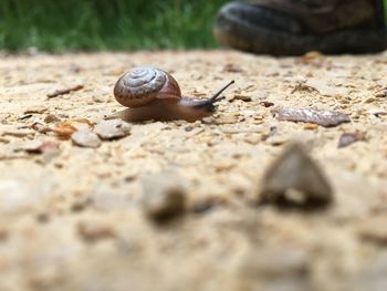 Close-up of snail on ground