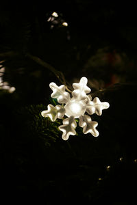 Close-up of white flowers