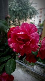 Close-up of red rose