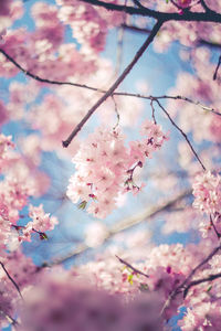 Close-up of cherry blossoms in spring