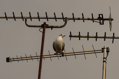 Birds perching on cable against sky