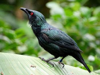 Close-up of raven on palm leaf