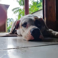 Close-up of dog looking through window