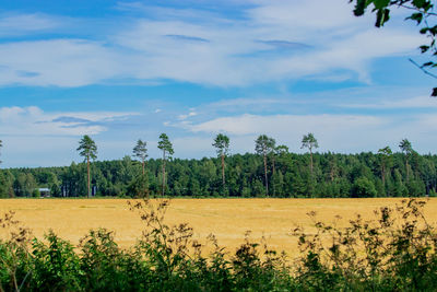 Scenic view of field against sky, wheat field agriculture