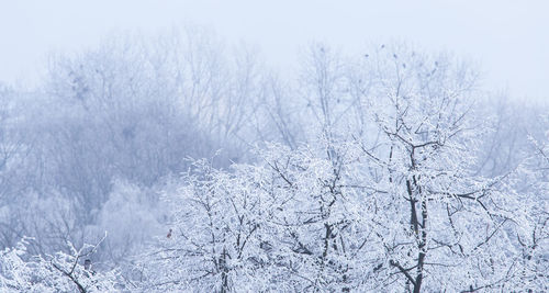 Bare trees on snow covered land