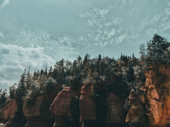 Low angle view of trees against sky