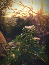 Close-up of flower tree in forest