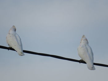 Low angle view of bird perching on cable against sky